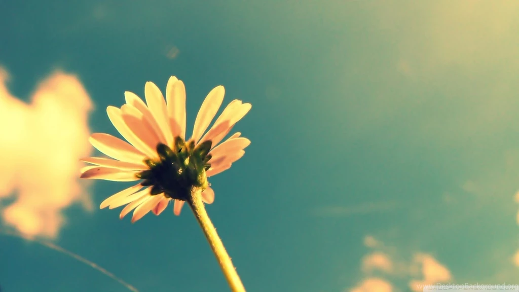 Summer Flower Retro Sunshine HD Desktop Wallpapers : High ...
