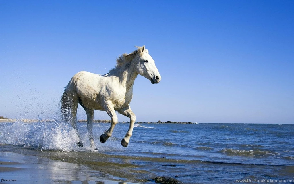 Animal Wallpapers Free Download Images Tbwnz.com
