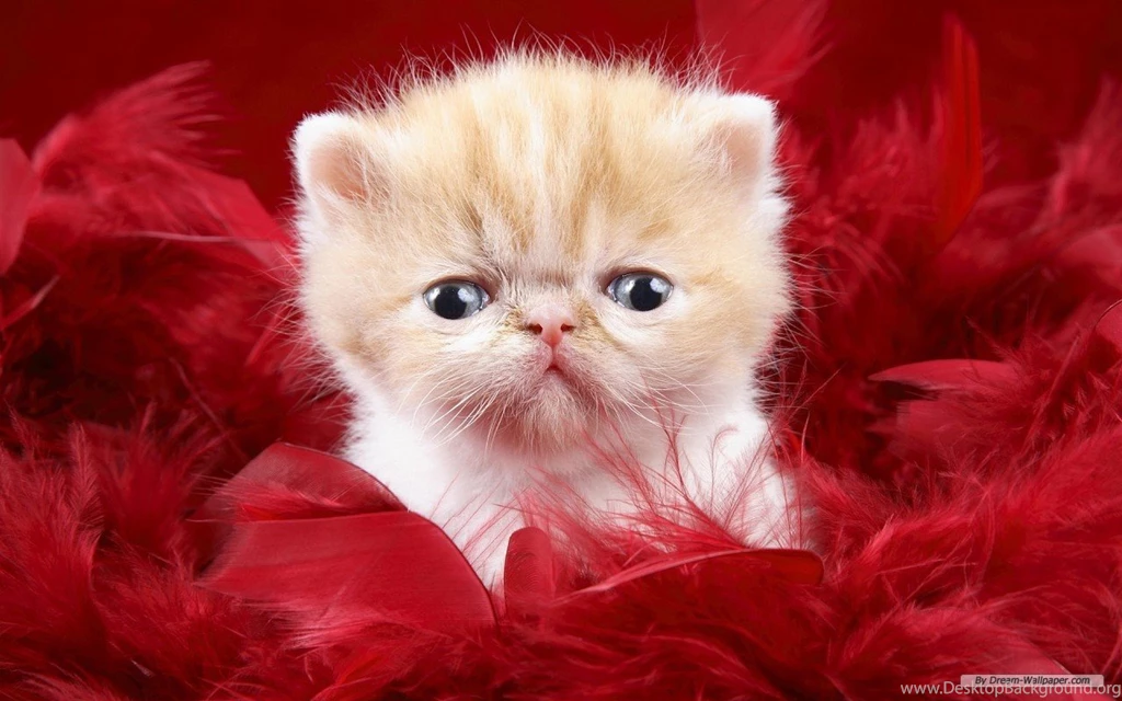 Related Wallpapers For Cute Animal Wallpapers Free Download   Resimkoy