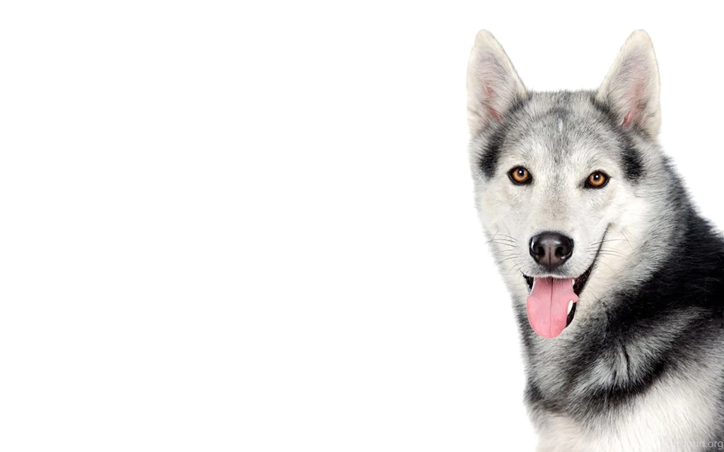 Huskies Dogs HD Wallpapers HD Wallpaper Backgrounds Of Your Choice