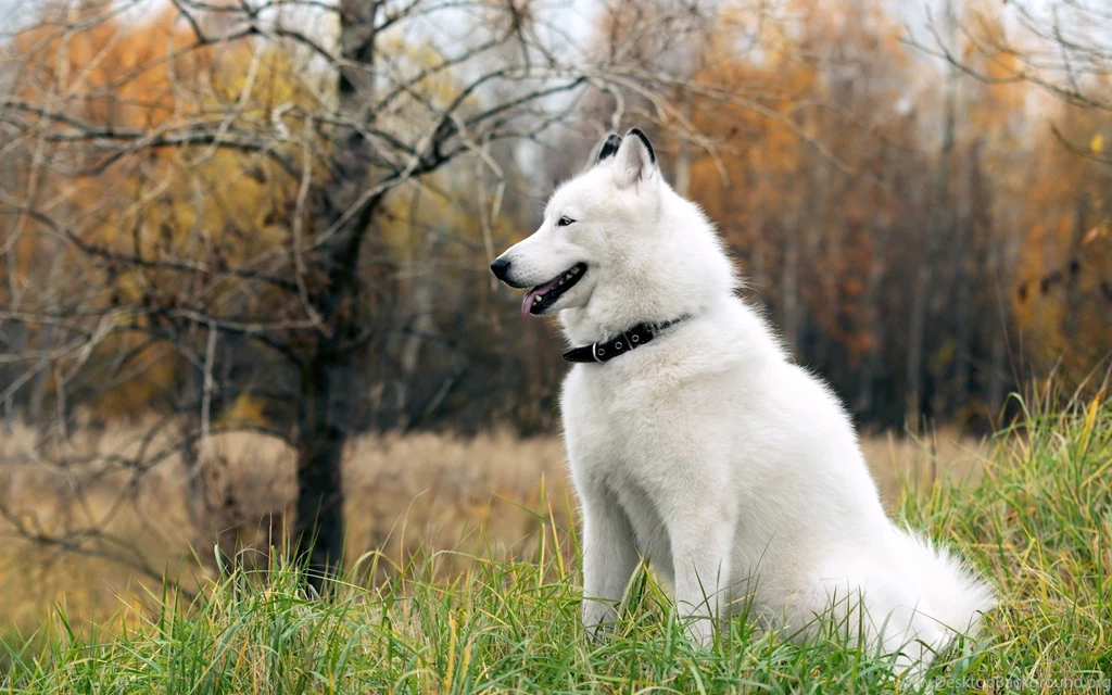 Huskies Dogs HD Wallpapers