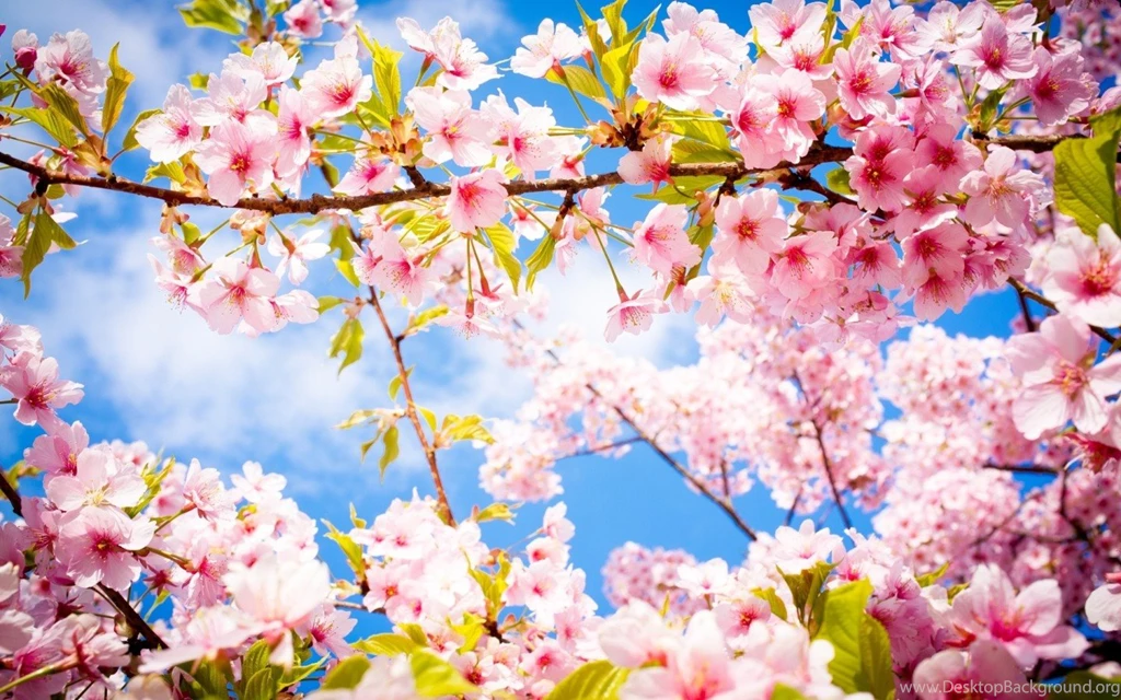 Happy Spring Day