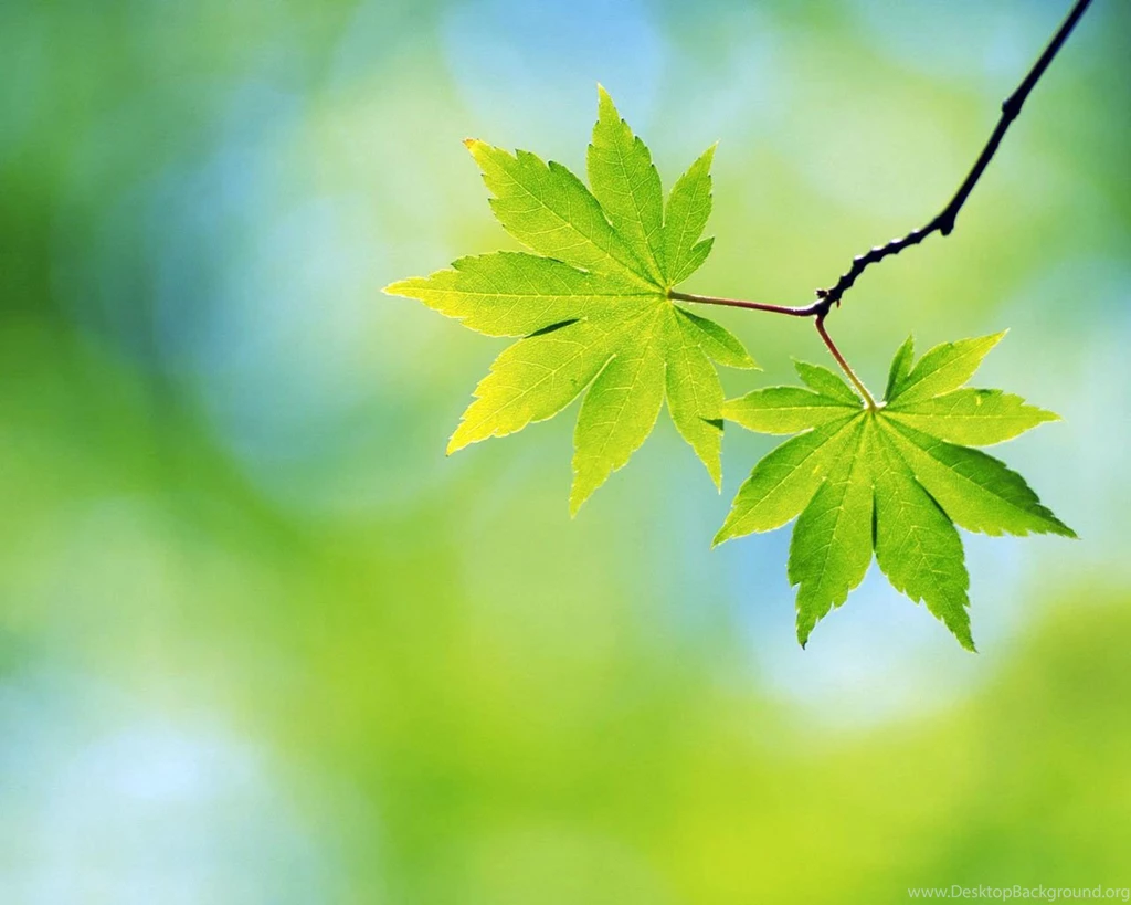 Download HTC Desire Leaves Faded Backgrounds Screensaver