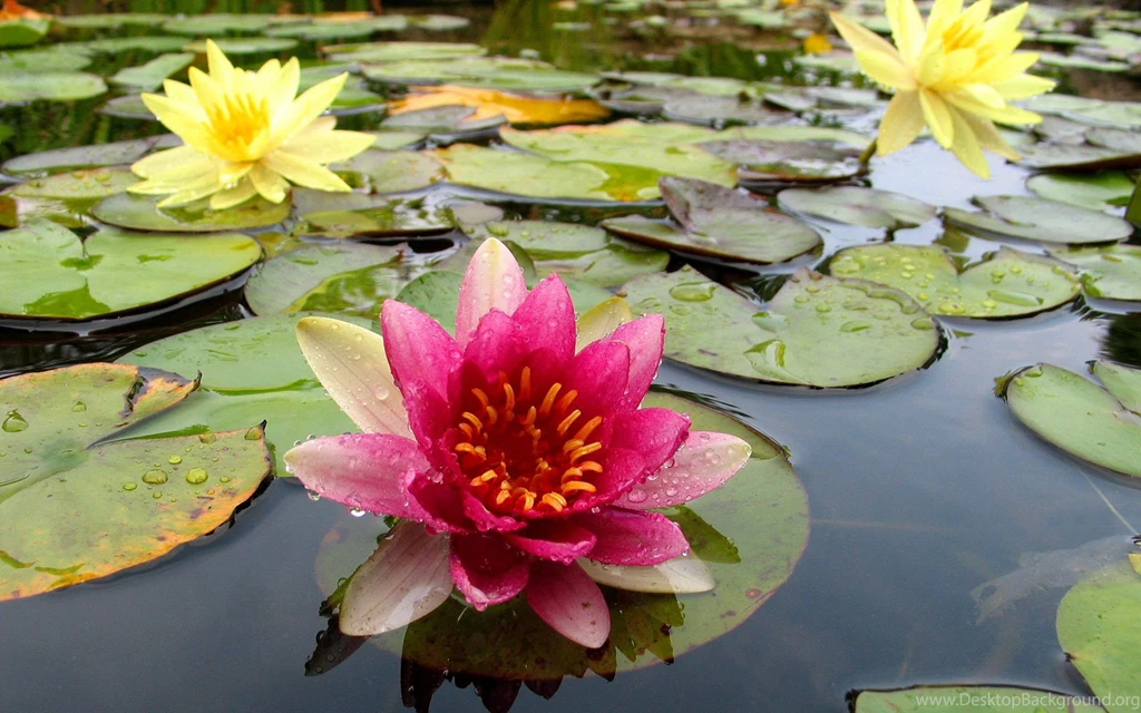 Widescreen, Garden, Background, Flower, Screensaver, Bulgaria ...