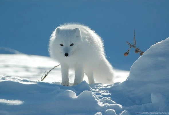 Desktop Free Animated Wolf Wallpapers Wallpapers