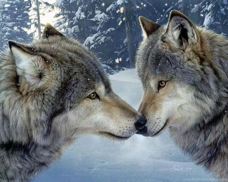Free Animated Wolf Gifs