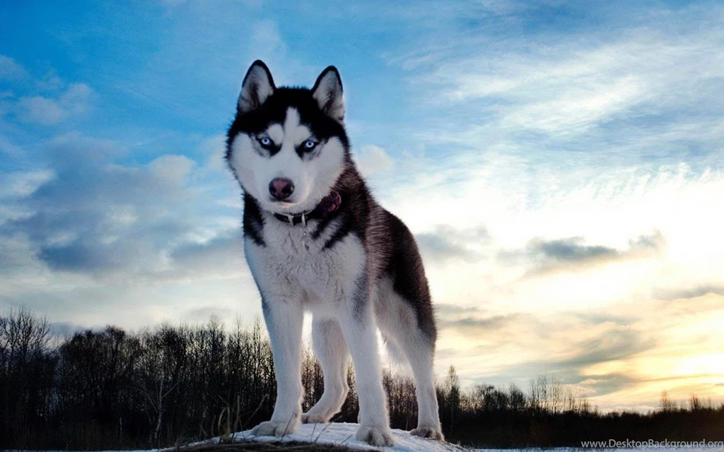 Wolf Wallpapers Android Apps On Google Play