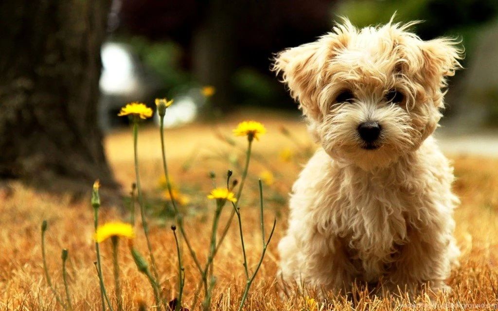 Free Desktop Wallpapers 1 Best Wallpapers Collection