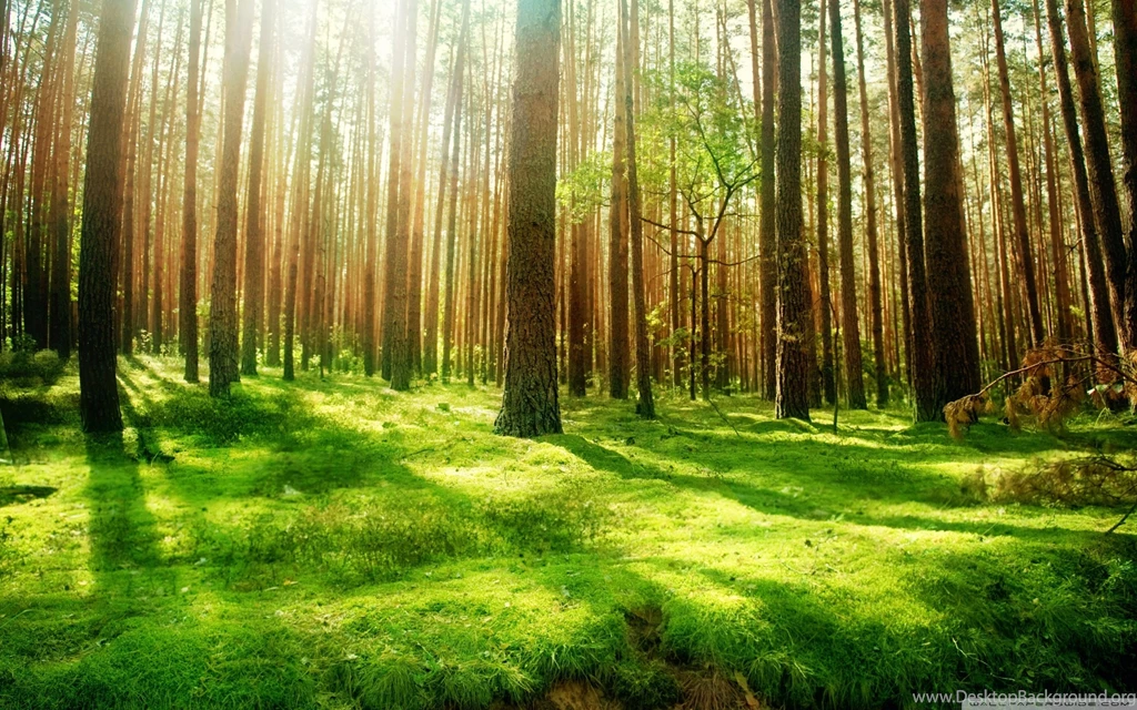 Beautiful Forest Scenery HD Desktop Wallpapers : Widescreen : High ...