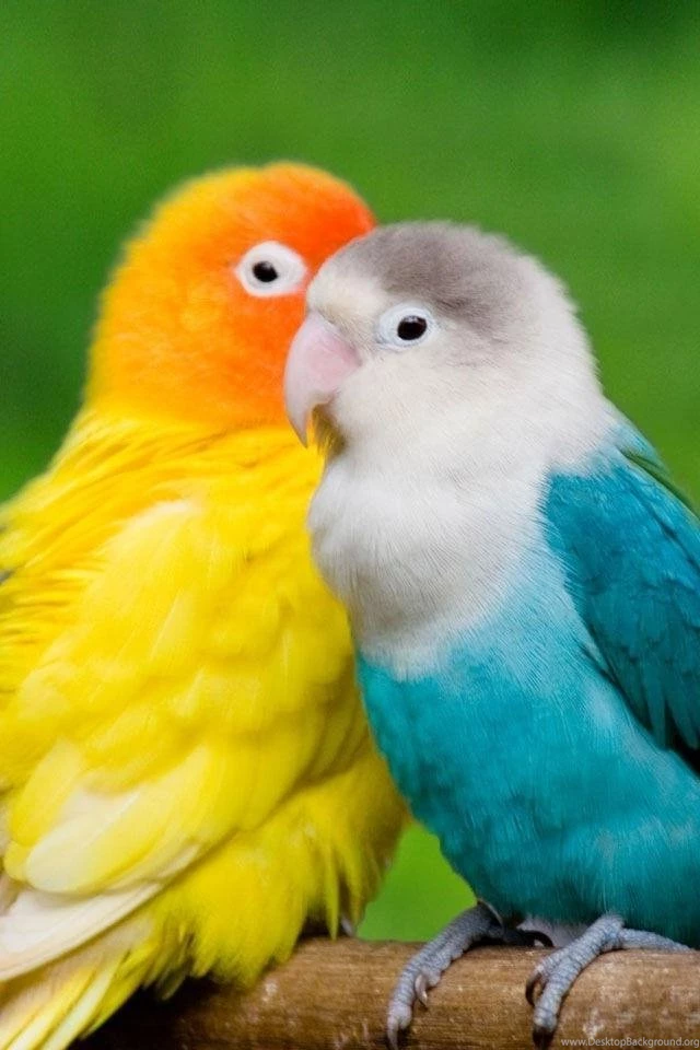 Wallpapers Hd For Mobile