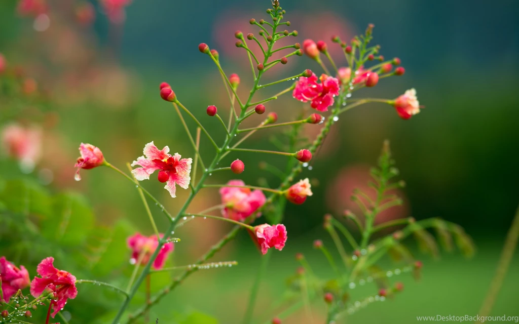 Different Flowers Images And Wallpapers Download