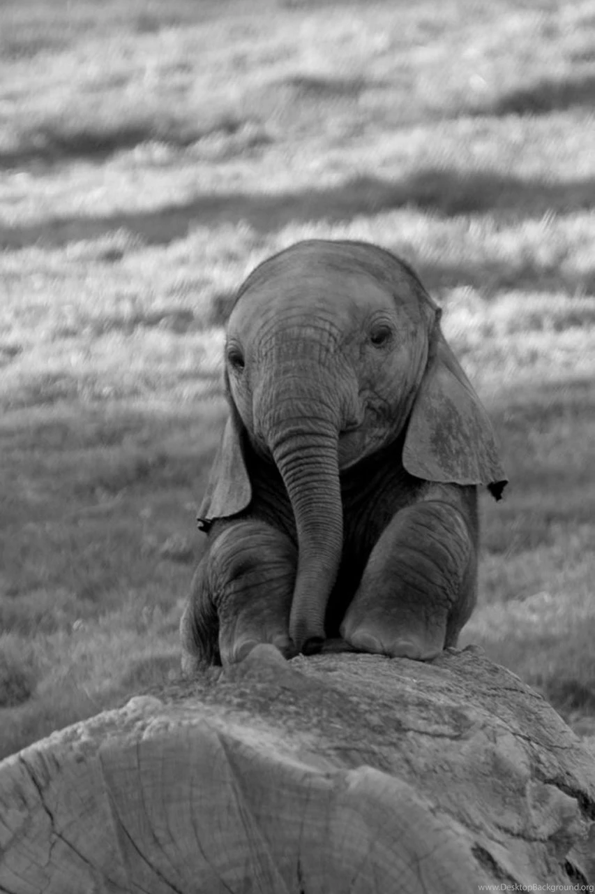 Android Phones Wallpapers: Android Wallpapers Baby Elephant
