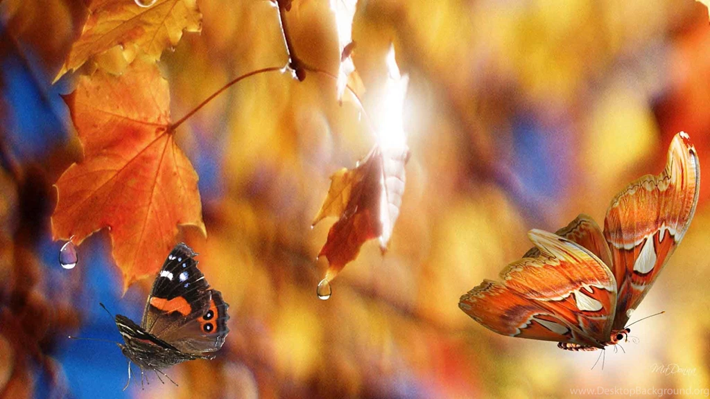 Latest Images Hd,desktop Wallpapers