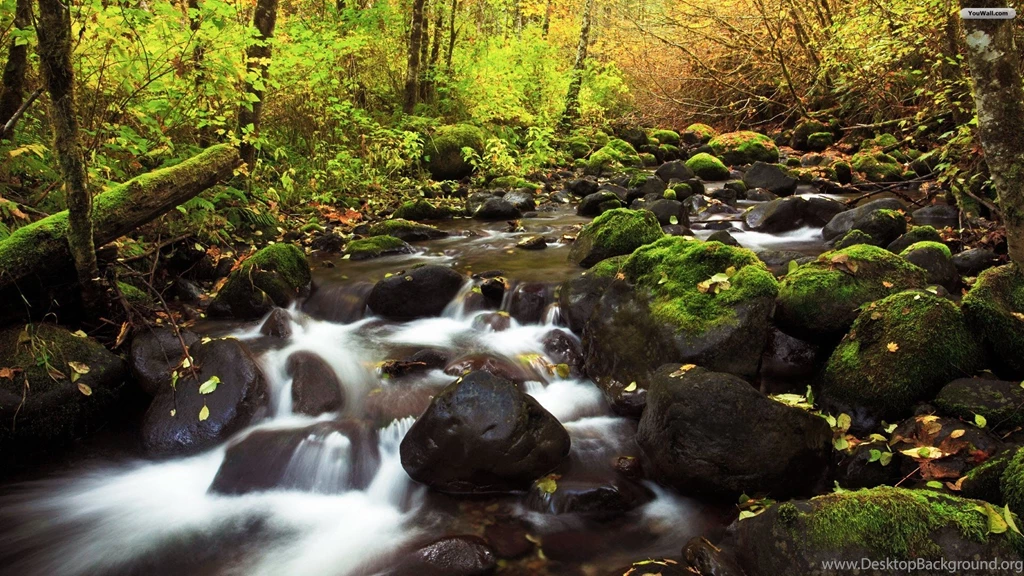 YouWall   Forest And Stone River Wallpapers   Wallpaper,wallpapers ...