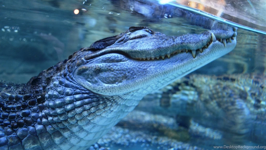Crocodile Wallpapers