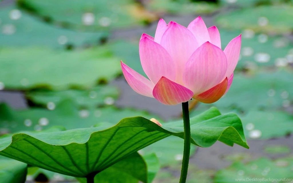 Lotus flower wallpaper free Wallpapers HD