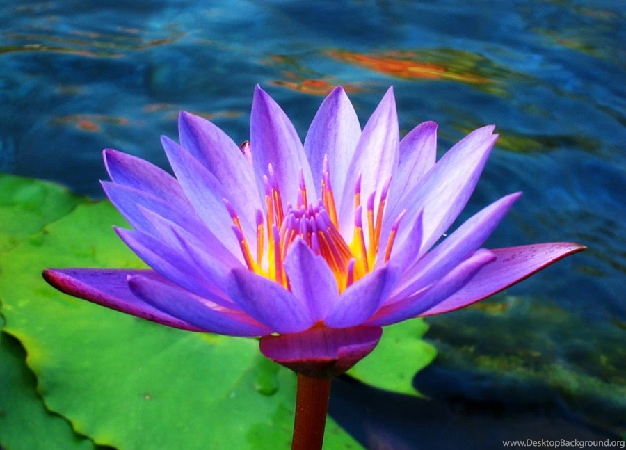 Hd Lotus Flower Wallpapers Nature Wallpapers