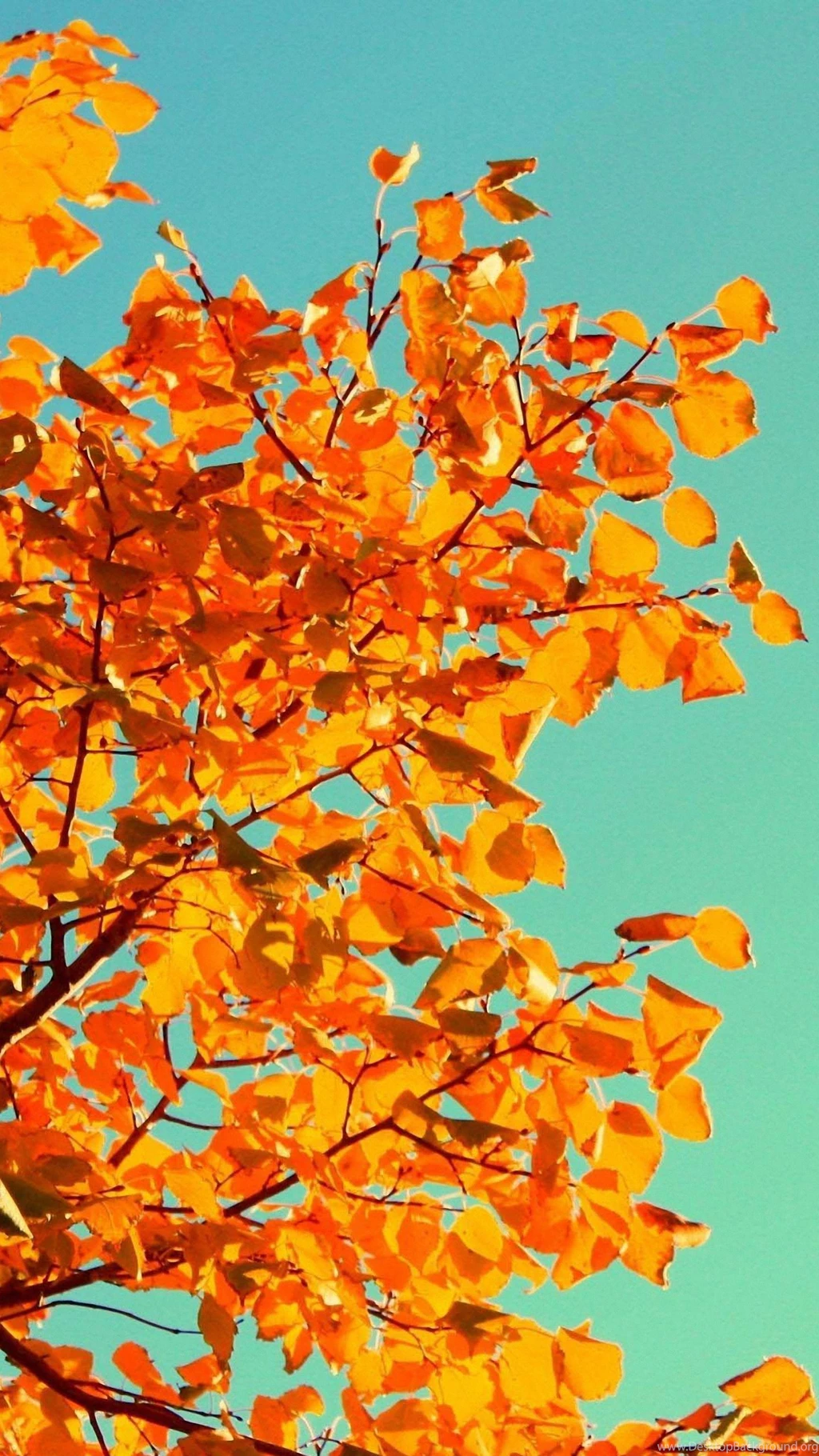 Fall Tree Art Mobile Phone Wallpapers HD 1440x2560