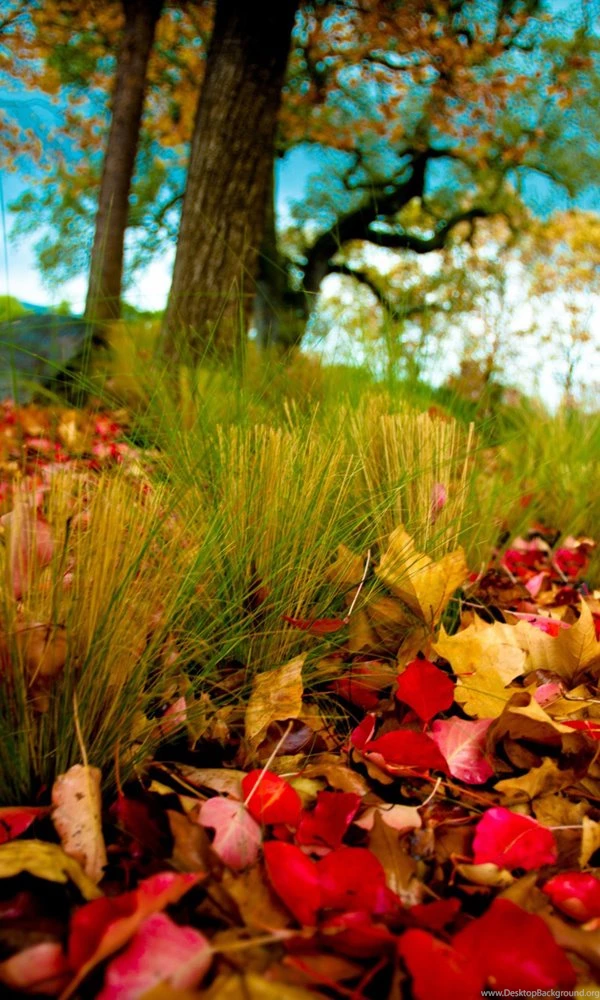 Elegant Windows Phone Autumn Wallpapers – All About Natural Beauty