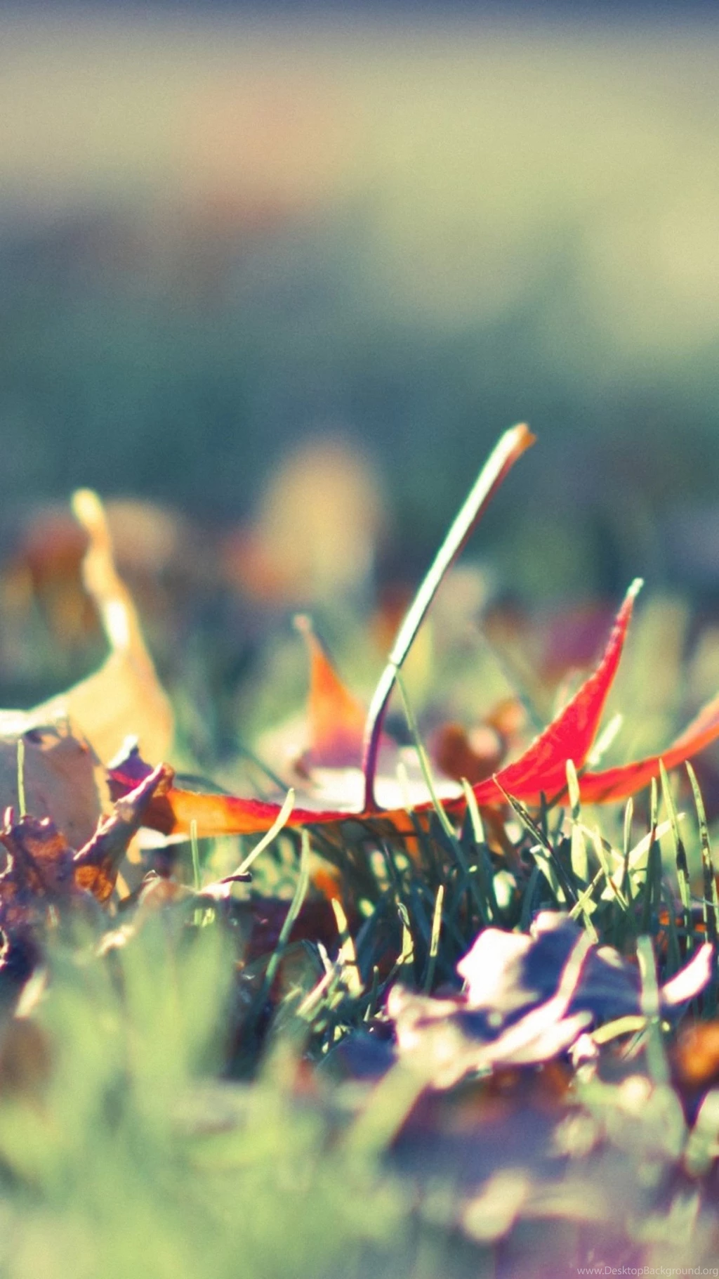 Fall Foliage 2 Samsung Galaxy A7 Wallpapers HD 1080x1920