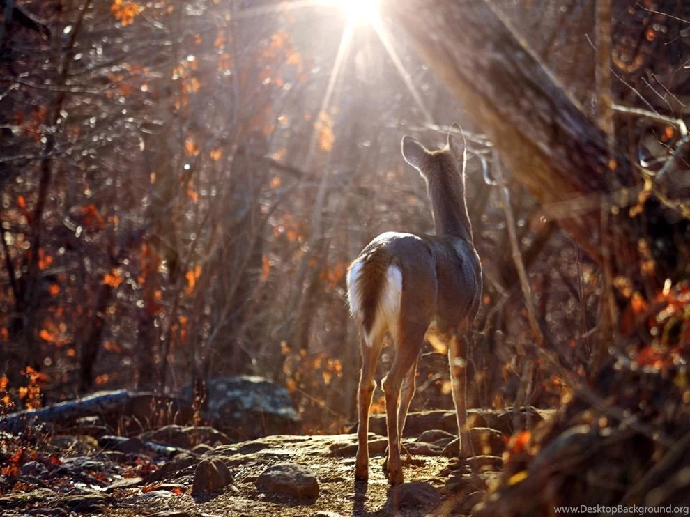 Whitetail Deer Picture Animal Wallpapers National Geographic ...