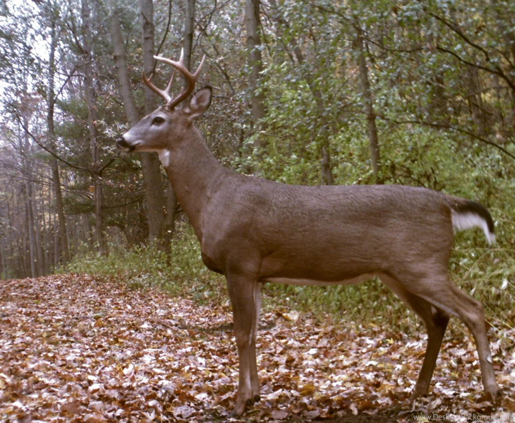 Best Animals Wallpaper: Whitetail Deer, 563772, Animals