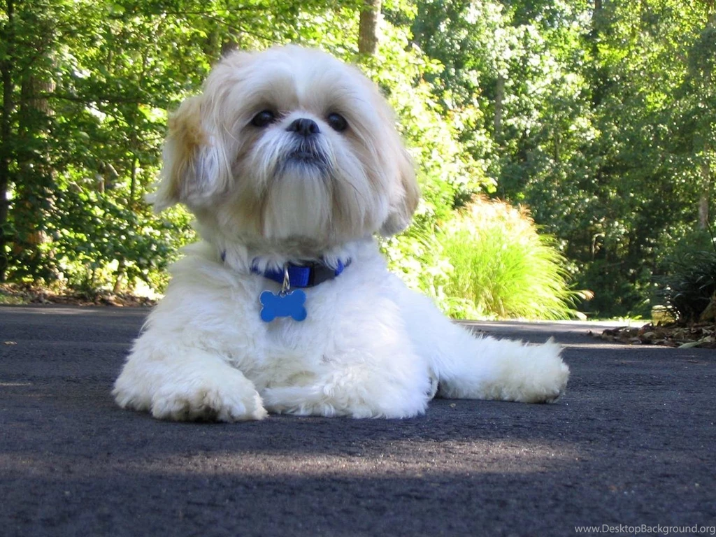 Shih Tzu Shih Tzu Wallpapers (13713261) Fanpop
