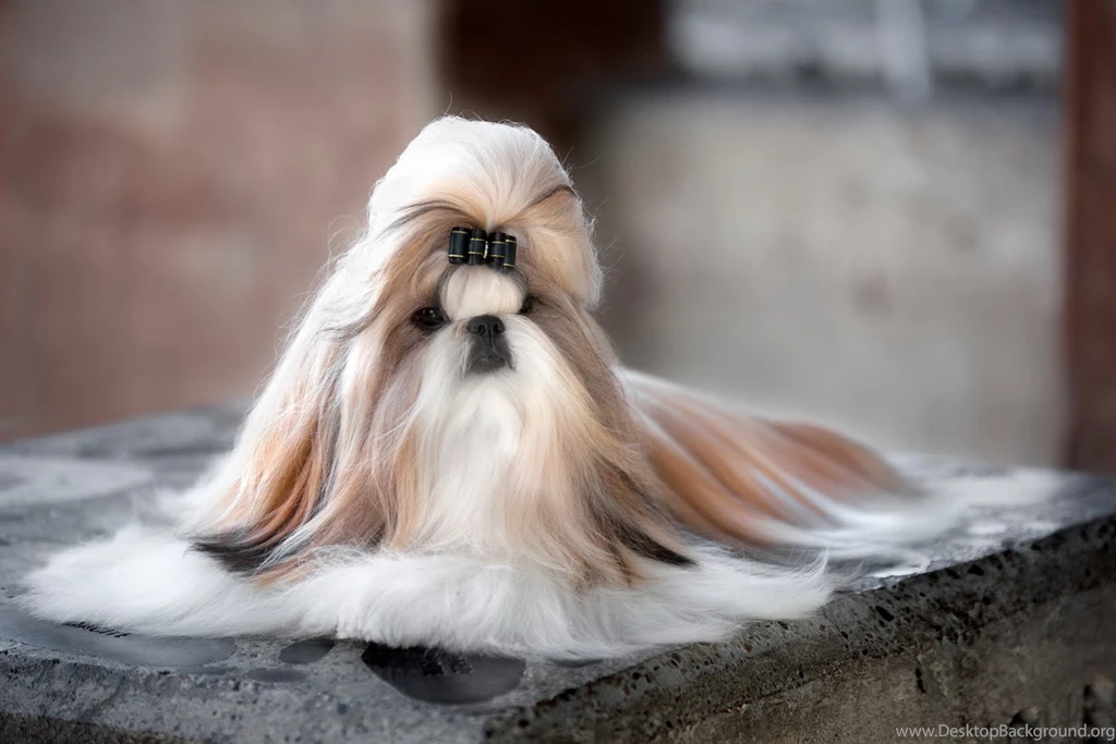 Shih Tzu Dog Wallpapers, Images, Photos, Pictures & Pics