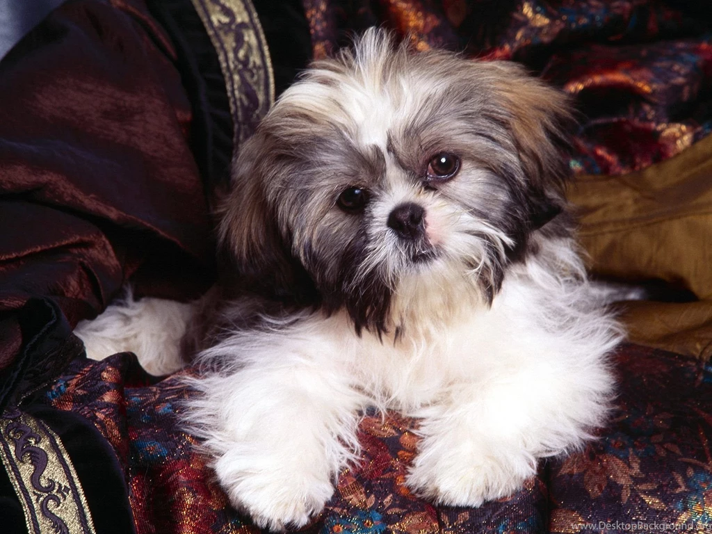 Shih Tzu Wallpapers Wallpapers Cave