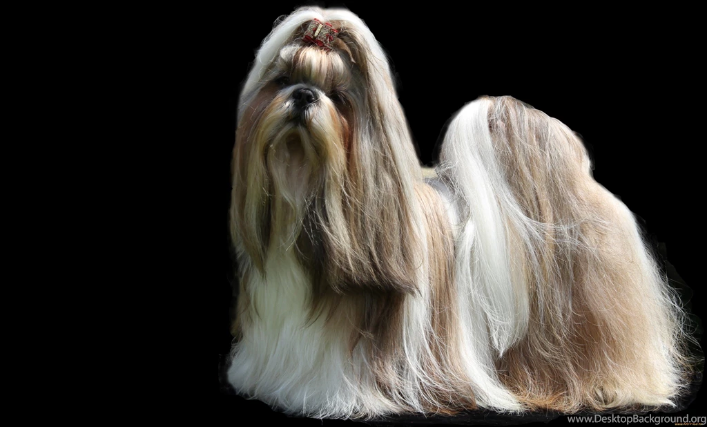 2 Shih Tzu HD Wallpapers