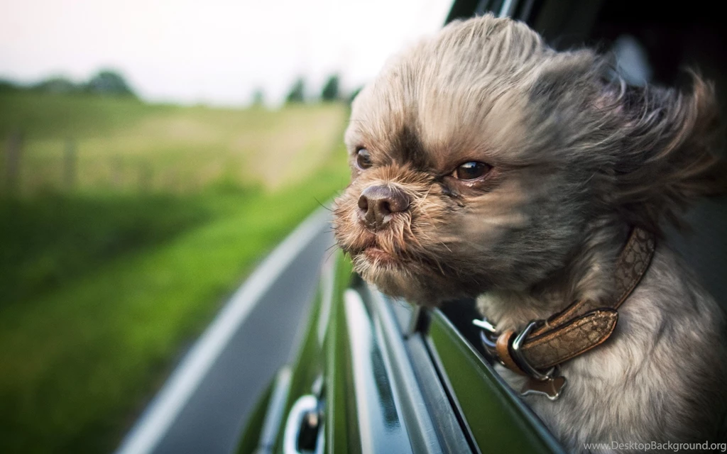 Shih Tzu Dog Wallpapers, Images, Photos, Pictures & Pics