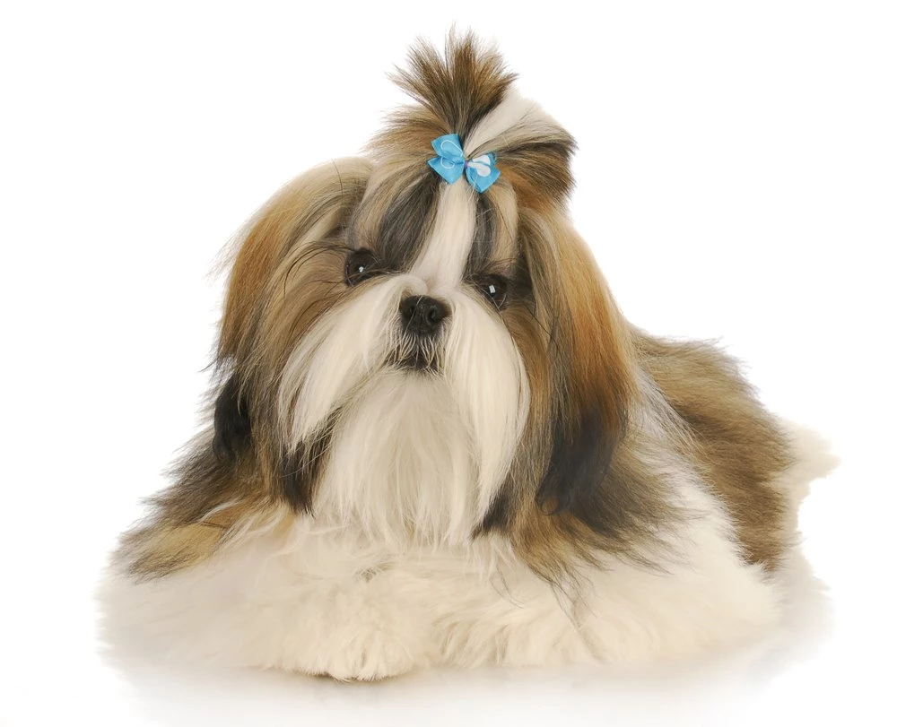 HD Shih Tzu Wallpapers And Photos