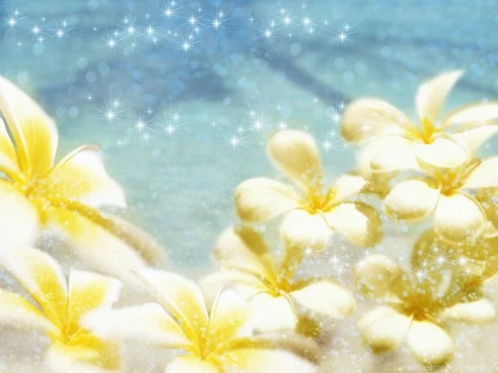 Frangipani Flowers And Shimmering Water (1920+1600 ) 72 Wallcoo.net