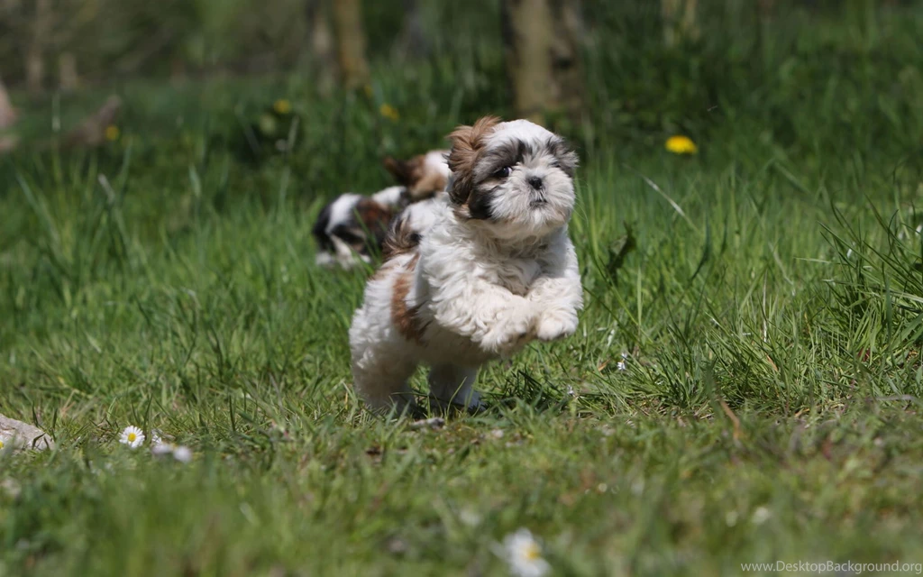 Shih Tzu My Doggy Rocks