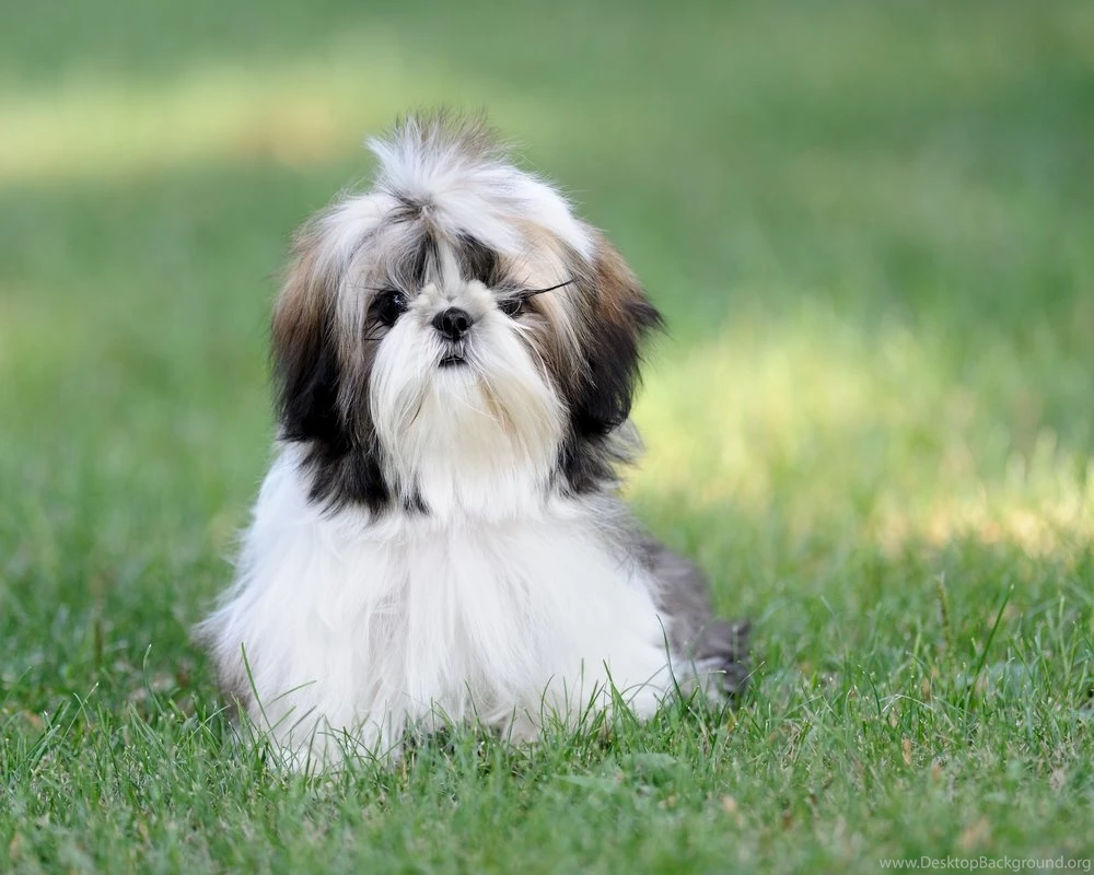 HD Shih Tzu Wallpapers And Photos