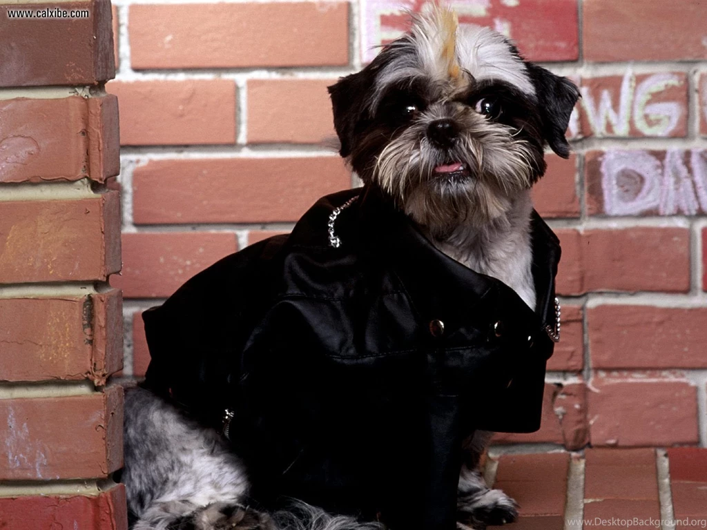 Shih Tzu Shih Tzu Wallpapers (13713243) Fanpop