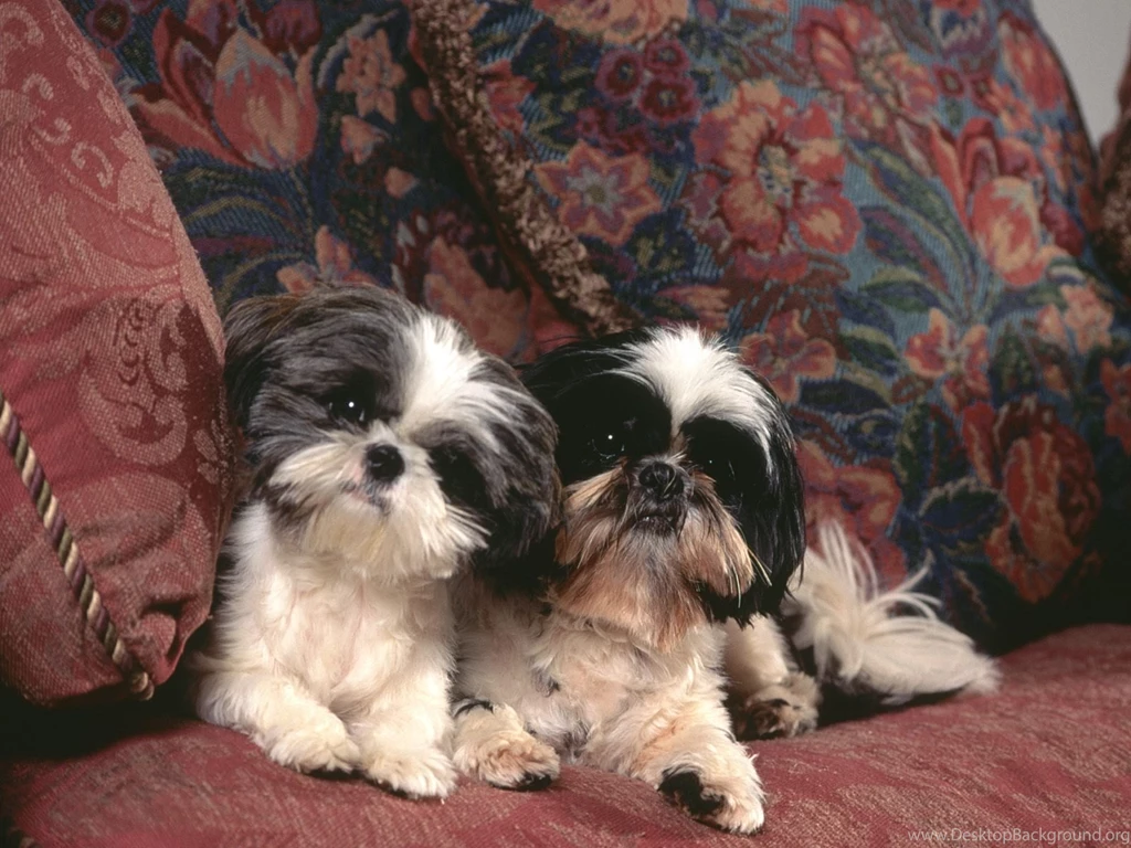 Two Dogs Shih Tzu On The Couch Wallpapers And Images Wallpapers ...