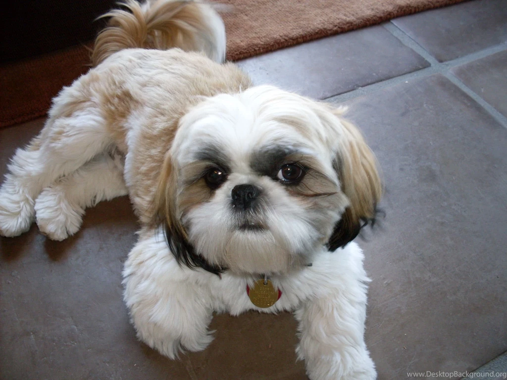 Top HD Shih Tzu Wallpapers