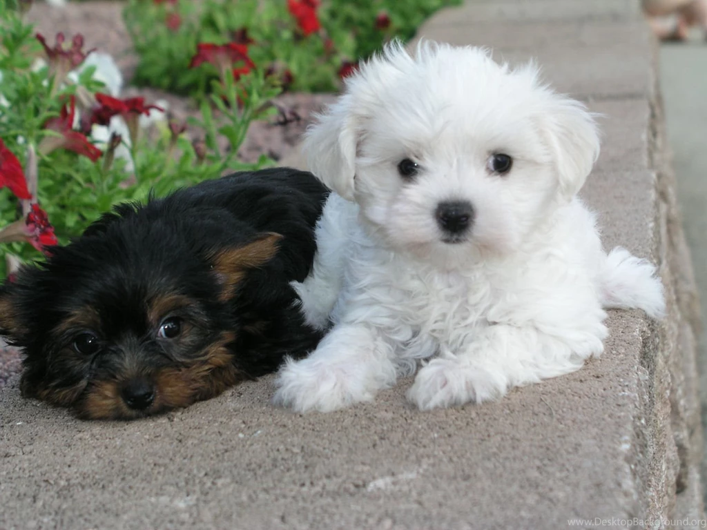 Pictures Of Shih Tzu Puppies Wallpapers High Definition