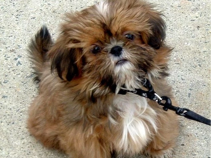 Shih Tzu Puppies