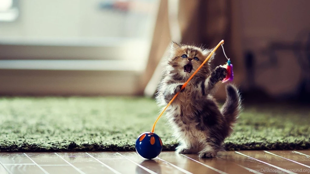 Best Funny Pictures HD Wallpapers Desktop Wallpapers ...