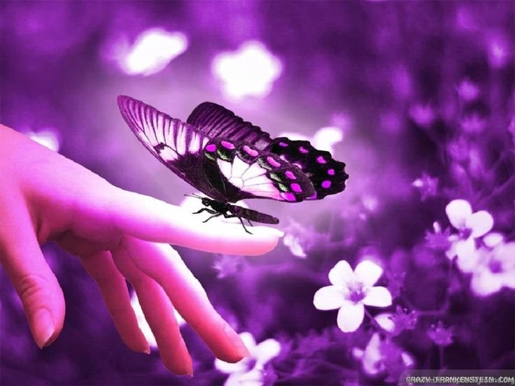 Animated Flowers And Butterflies