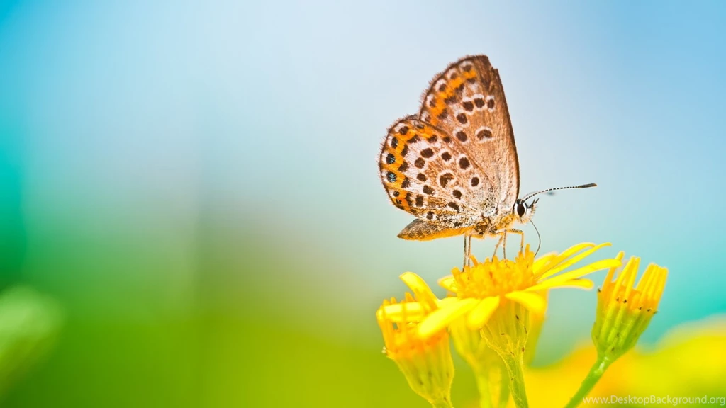 30 COLORFUL BUTTERFLY WALLPAPERS FREE TO DOWNLOAD ...