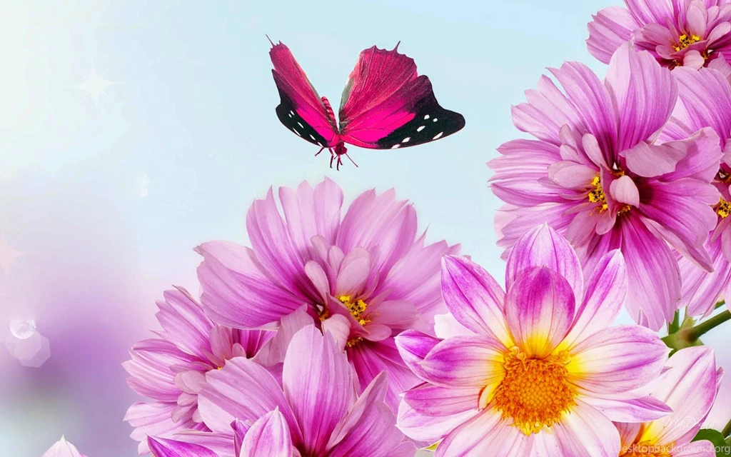 Pink Flower And Butterfly
