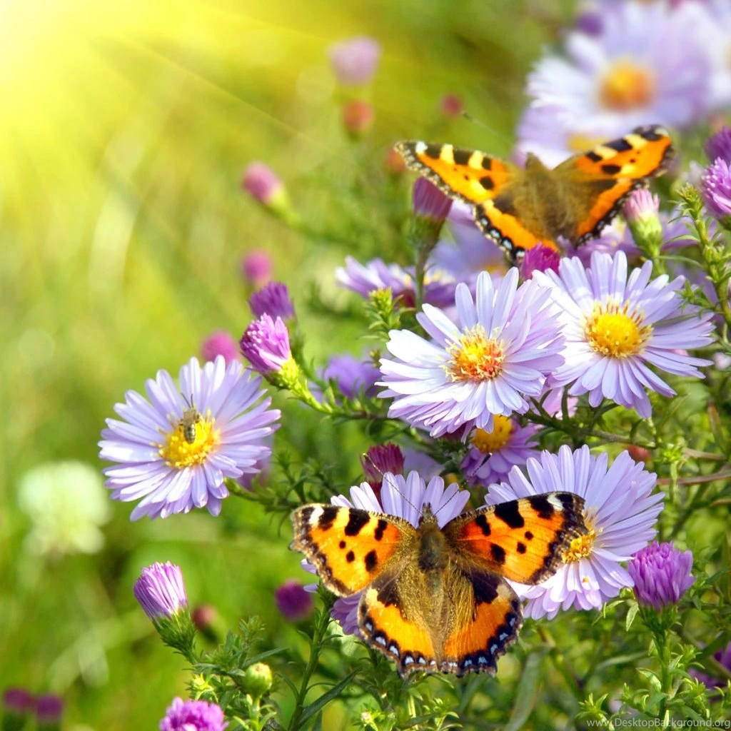 Butterfly On Flower Images Hd