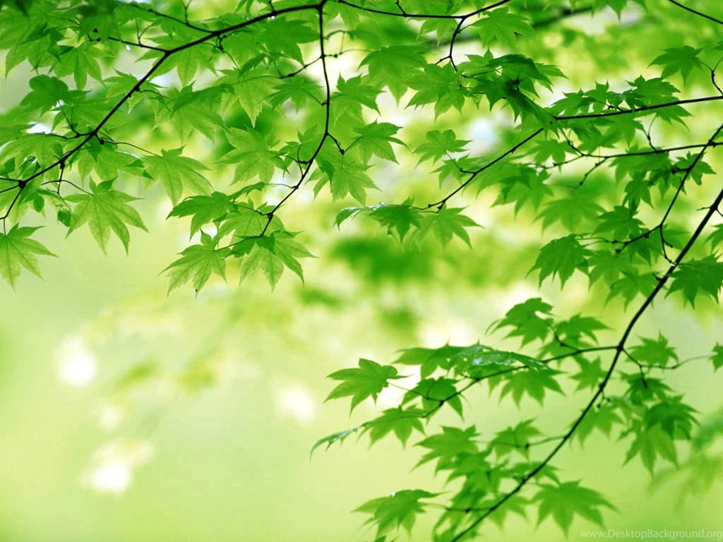 Wallpapers Leaf Beautiful Free 1024x768