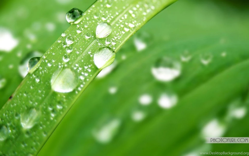 Green Nature Wallpapers