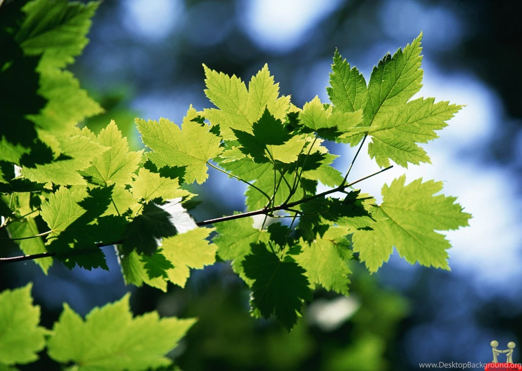 Best Natural Greenery Scenery Desktop Wallpapers – HD Wallpapers ...