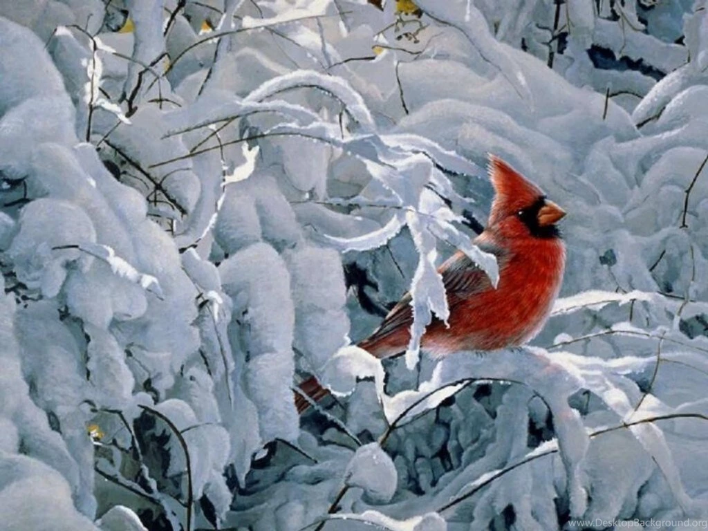 9622) Winter Animal Widescreen HD Wallpapers WalOps.com