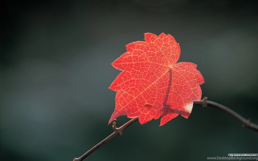 Autumn Tints,Goden Autumn, Beautiful Autumn Leaves Wallpapers ...